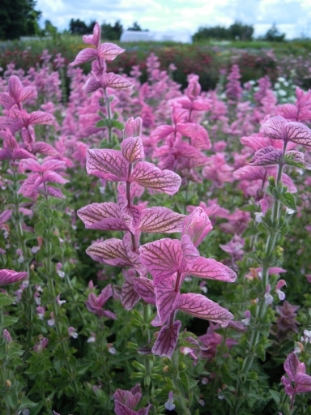 Picture of Clary - Pink Sundae